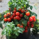 Tiny Tim Tomato Seeds