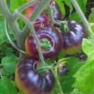 Blue Beauty Tomato Seeds Organic