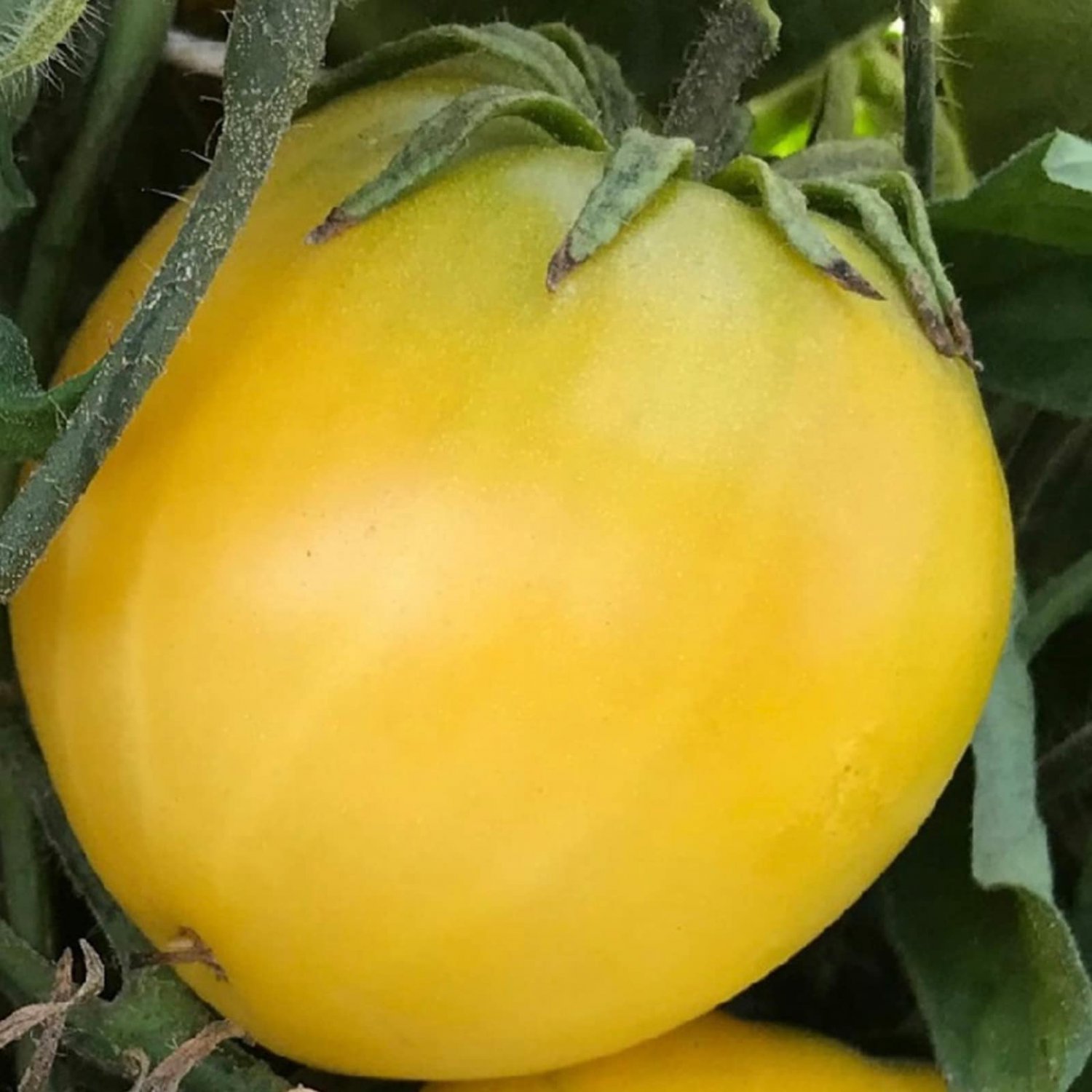 Dwarf Lemon Ice Tomato Seeds