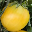 Dwarf Lemon Ice Tomato Seeds