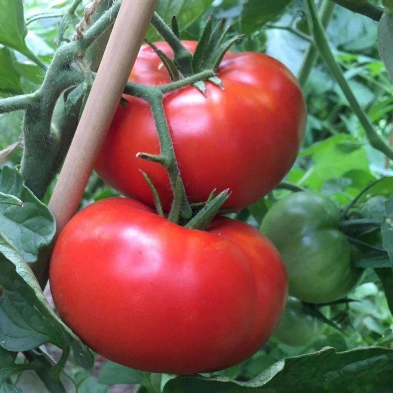 Delicious Tomato Seeds