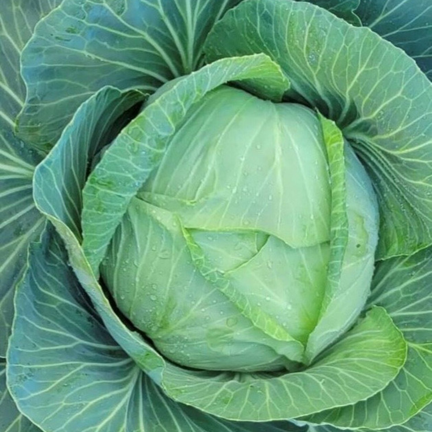 Brunswick Cabbage Seeds Organic