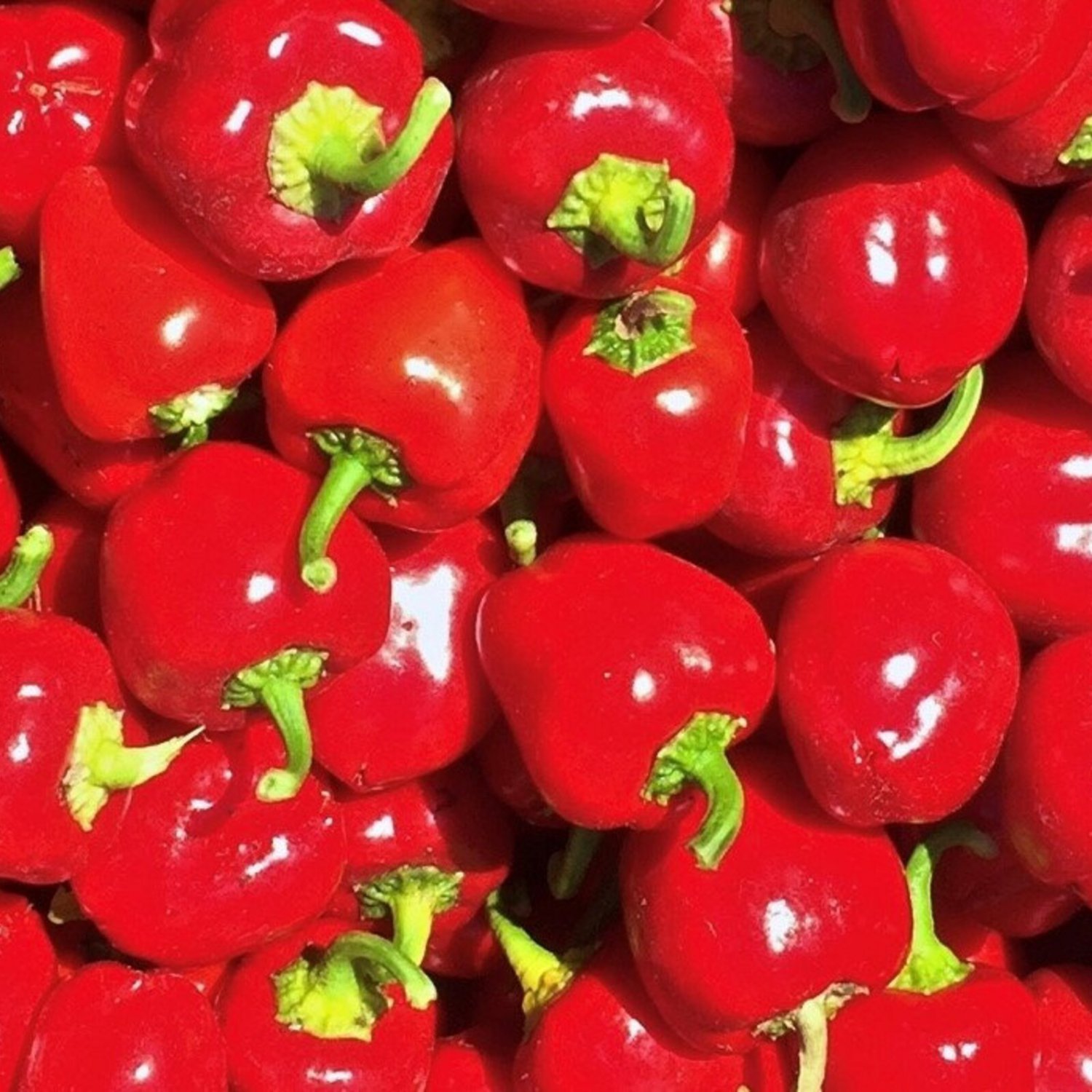 Mini Red Bell Pepper Seeds