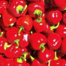 Mini Red Bell Pepper Seeds