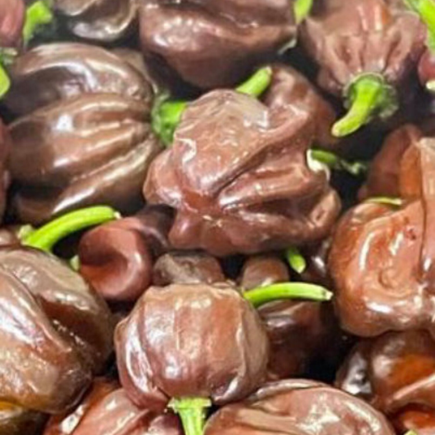 Chocolate Habanero Pepper Seeds Hot