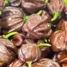 Chocolate Habanero Pepper Seeds Hot