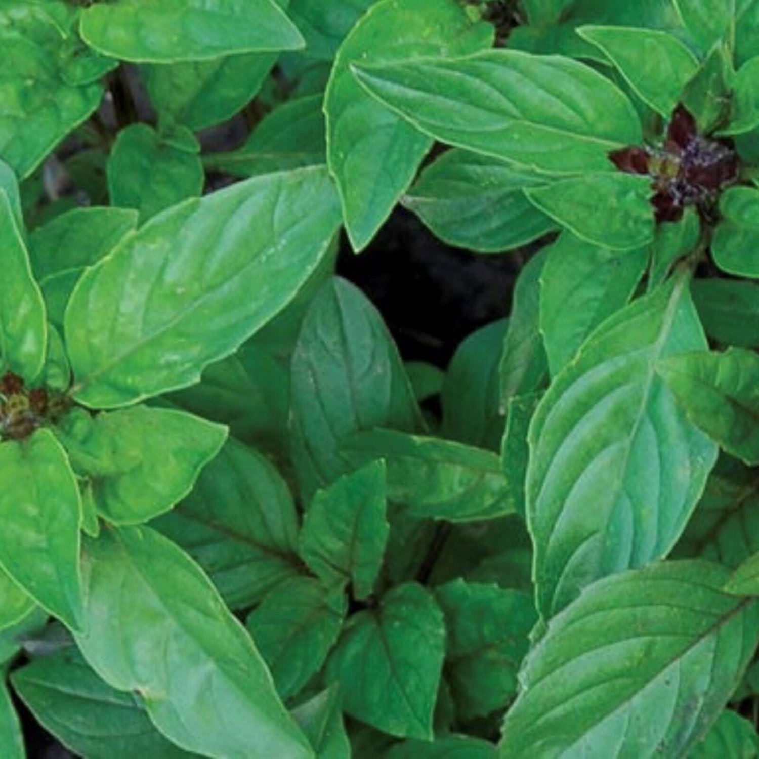 Cinnamon Basil Seeds