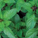 Cinnamon Basil Seeds