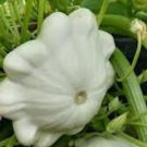 Early White Bush Scallop Summer Squash Seeds