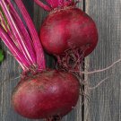 Crosby Egyptian Beet Seeds