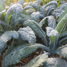 Black Magic Kale Seeds Organic