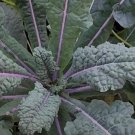 Dazzling Blue Kale Seeds