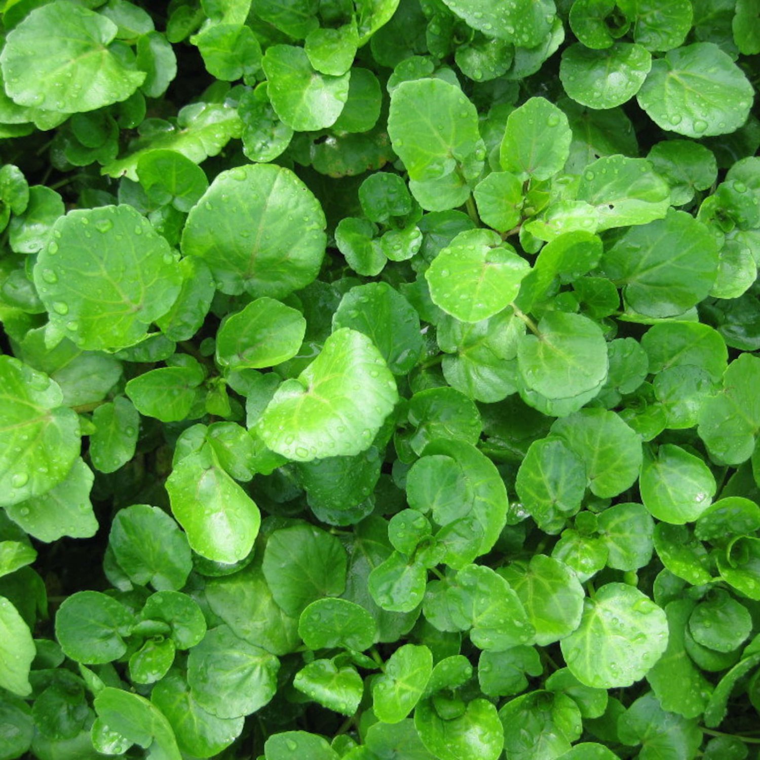 Watercress Seeds