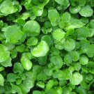 Watercress Seeds