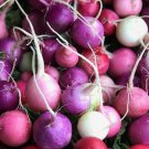 Easter Egg Radish Seeds