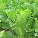 Michihili Chinese Cabbage Seeds
