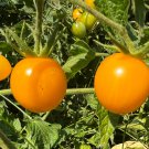 Egg Yolk Tomato Seeds