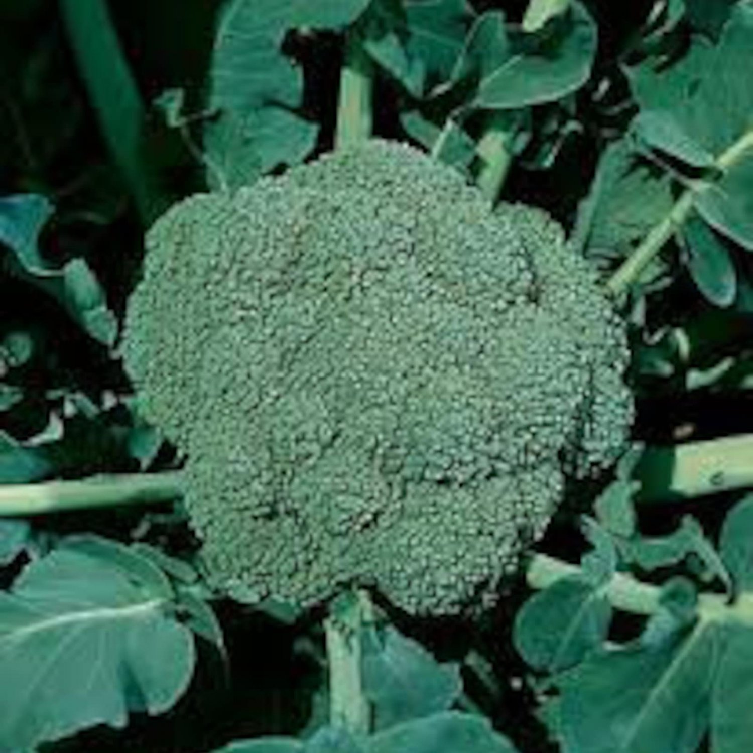 Waltham 29 Broccoli Seeds
