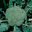 Waltham 29 Broccoli Seeds