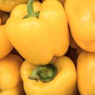 Canary Yellow Bell Pepper Seeds Sweet Organic
