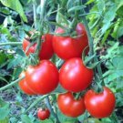 Quedlinburger Furhe Libe Tomato Seeds