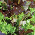 Gourmet Lettuce Mix Organic Seeds