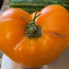Dr. Wyche'S Yellow Tomato Seeds