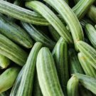 Armenian Striped Cucumber Seeds Organic
