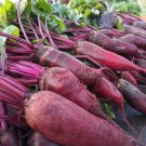 Cylindra Beet Seeds