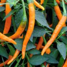 Orange Cayenne Pepper Seeds Hot