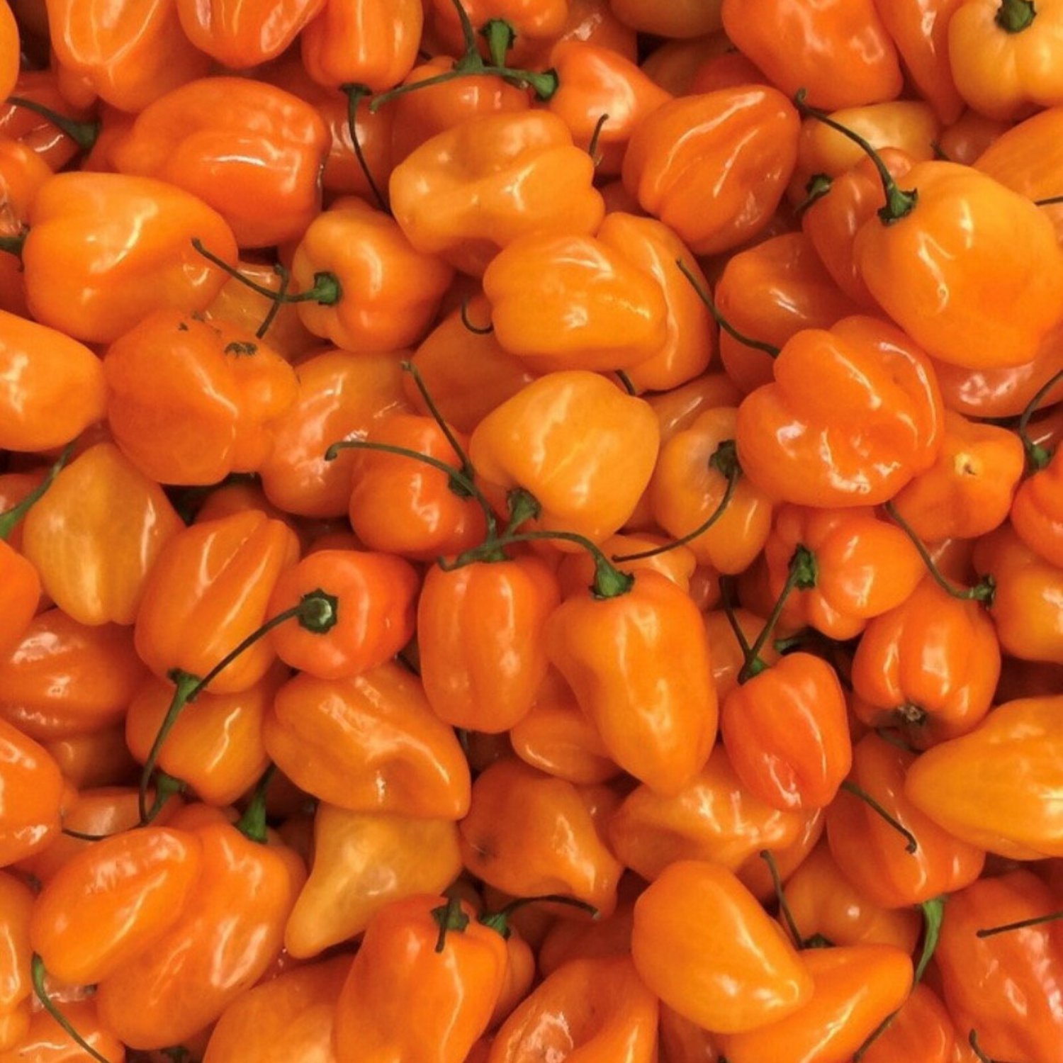 Orange Scotch Bonnet Seeds Hot