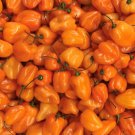 Orange Scotch Bonnet Seeds Hot