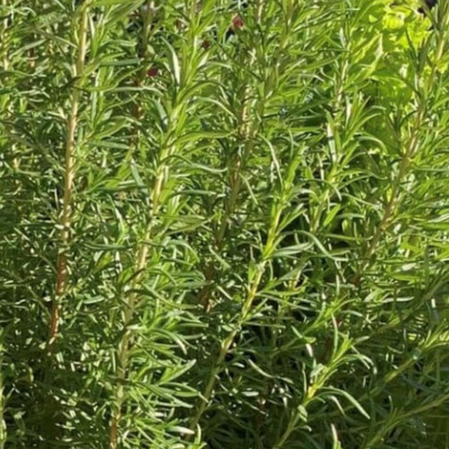 Rosemary Seeds Herb