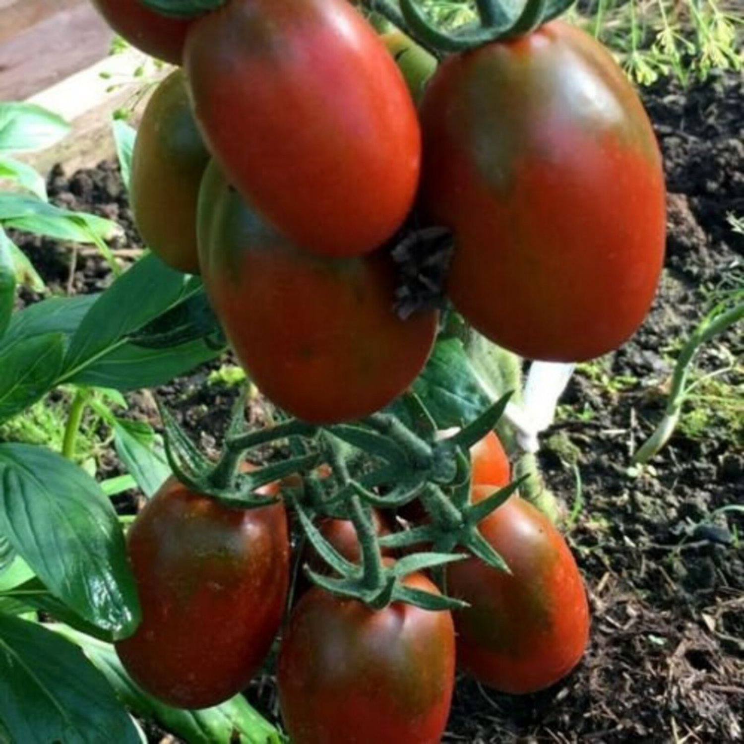 De Berao Braun Tomato Seeds
