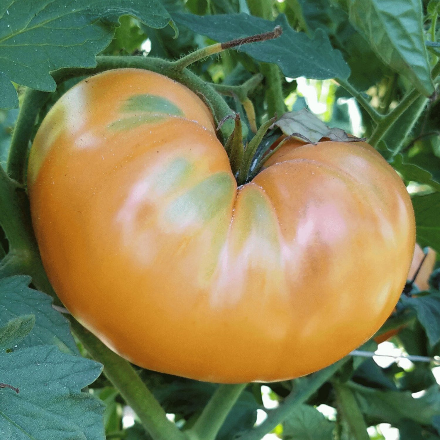 Goldie Tomato Seeds