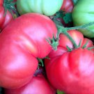 Burpee'S Dwarf Giant Tomato Seeds Organic