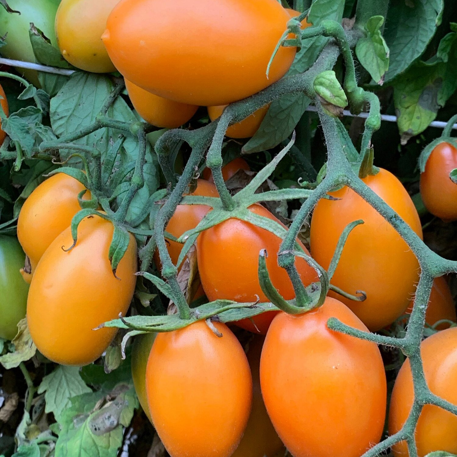 Orange Roma Tomato Seeds