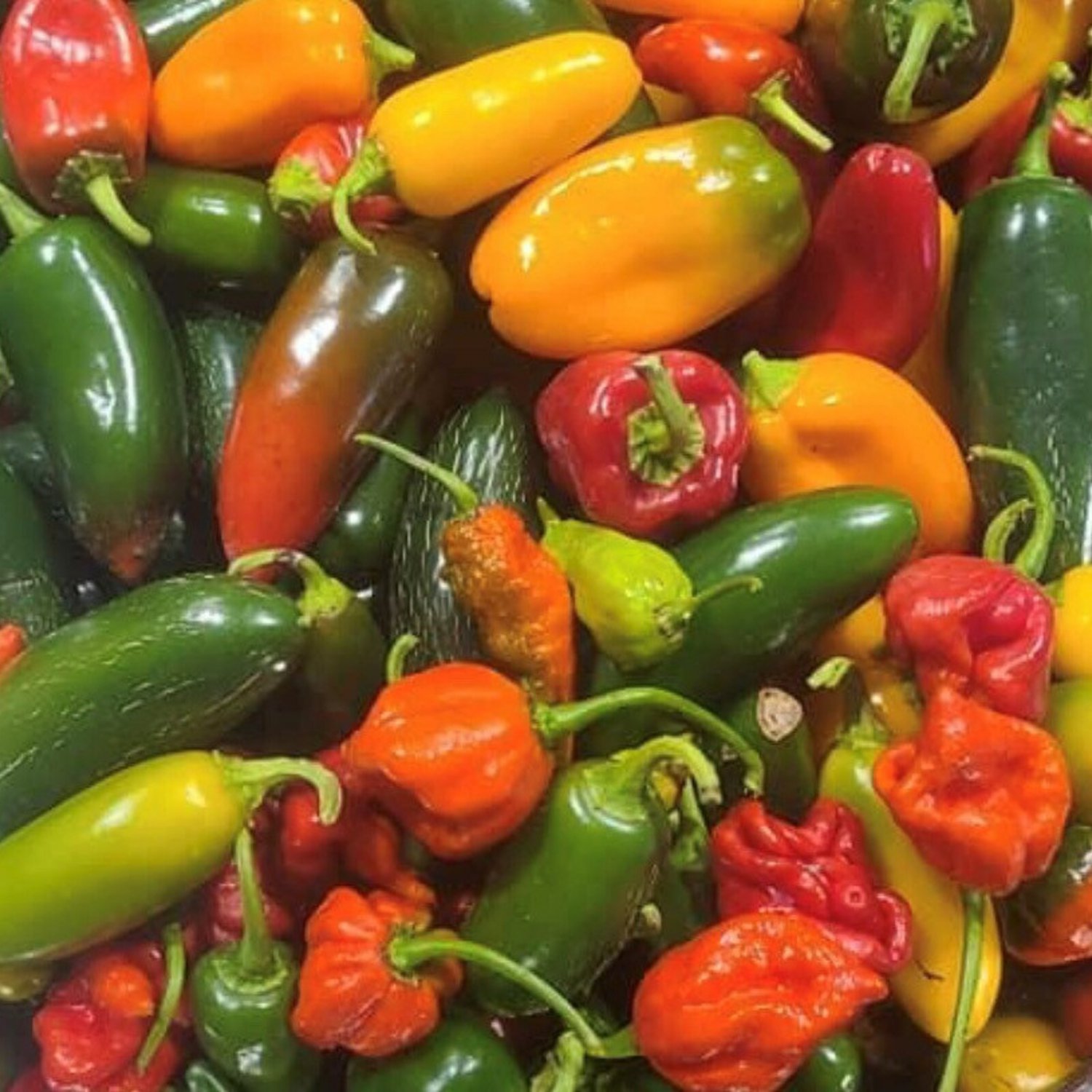 Hot Pepper Mix Organic Seeds