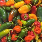 Hot Pepper Mix Organic Seeds