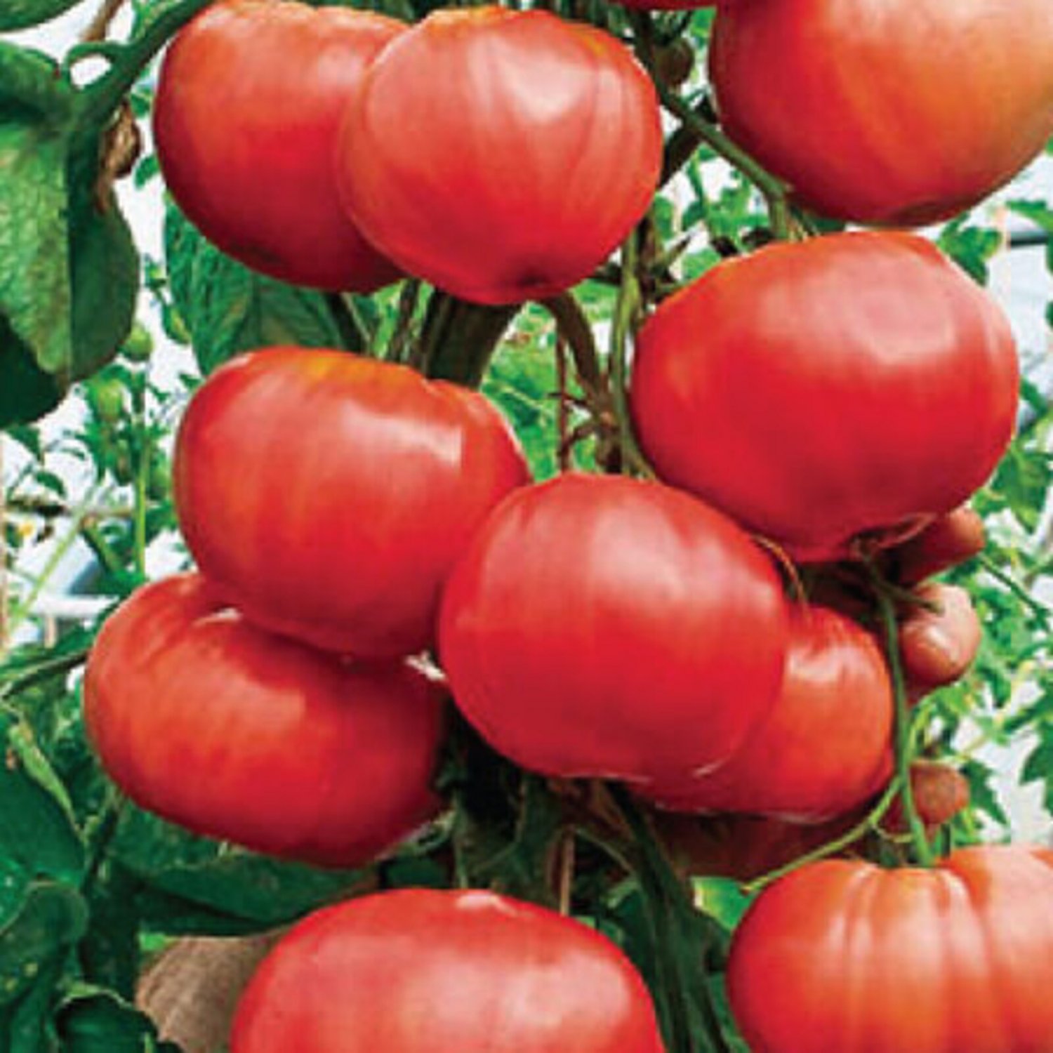Italian Tree Trip-L-Crop Tomato Seeds