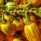 Striped Togo Eggplant Seeds
