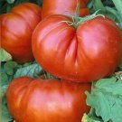 Giant Red Beefsteak Tomato Seeds