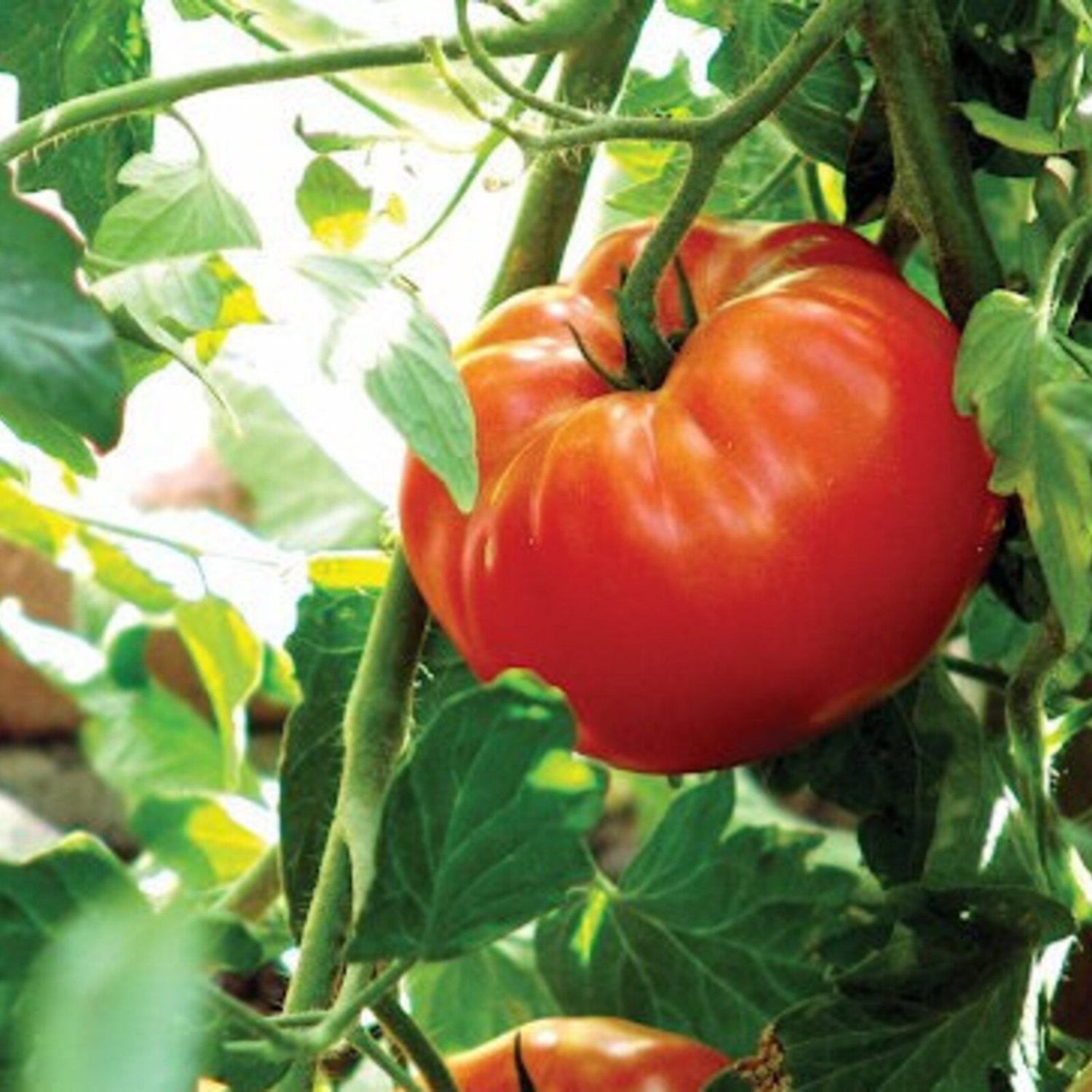 Rutgers Tomato Seeds Organic