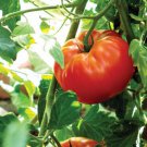 Rutgers Tomato Seeds Organic