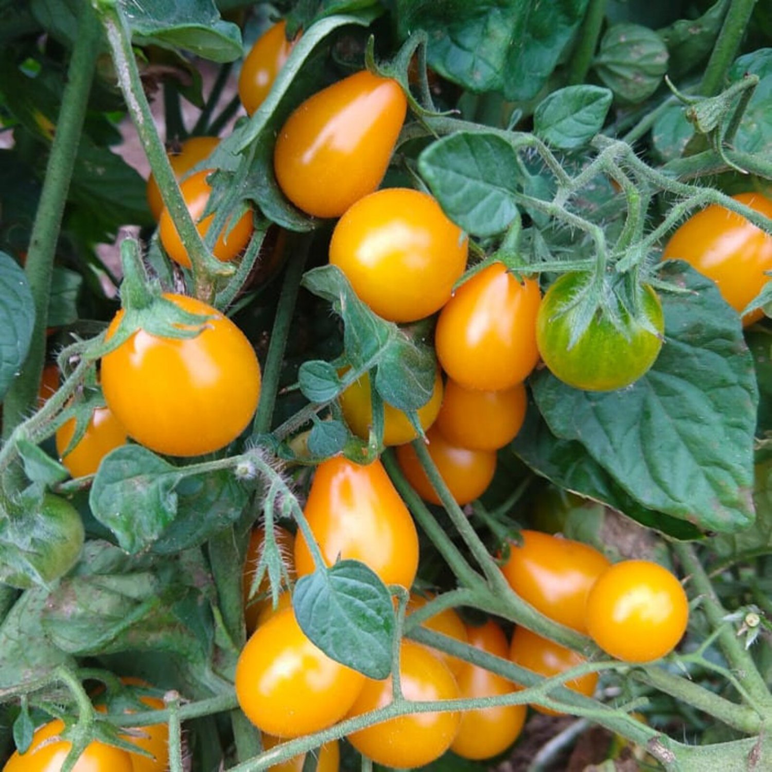 Flaming Burst Tomato Seeds