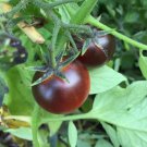 Dancing With Smurfs Tomato Seeds Organic
