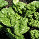 Bloomsdale Spinach Seeds