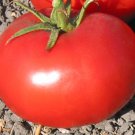 Atkinson Tomato Seeds Organic