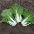 White Stem Bok Choy Cabbage Seeds Organic