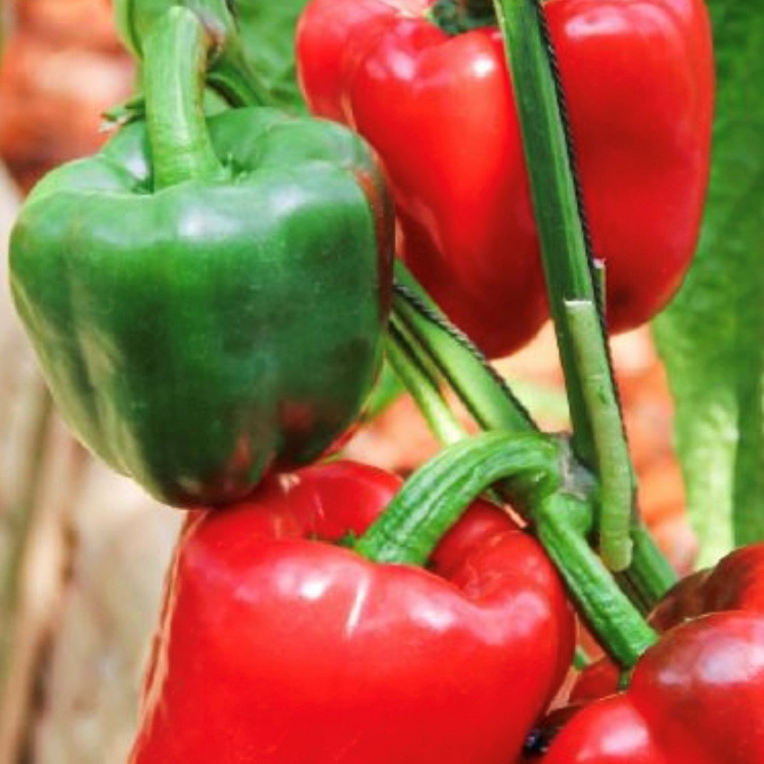 Yolo Wonder Pepper Seeds